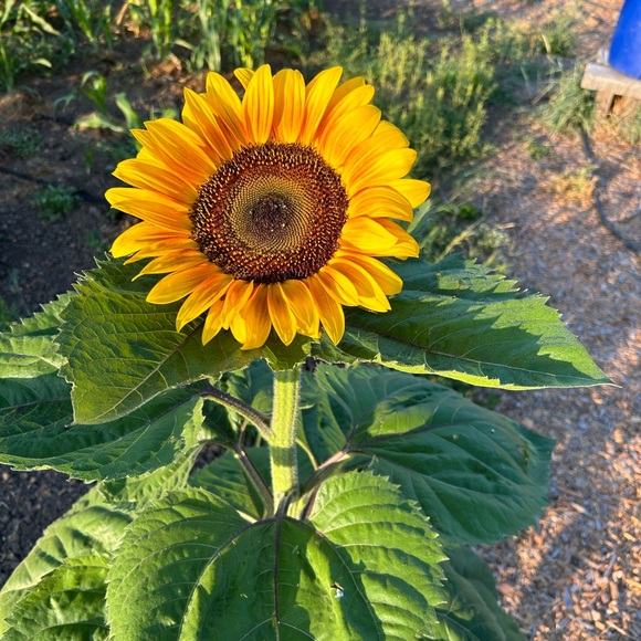 Meet your Posher, Leah - Picture 1 of 12